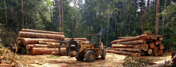 How Our Tree Care Process Works  in  Northridge, OH