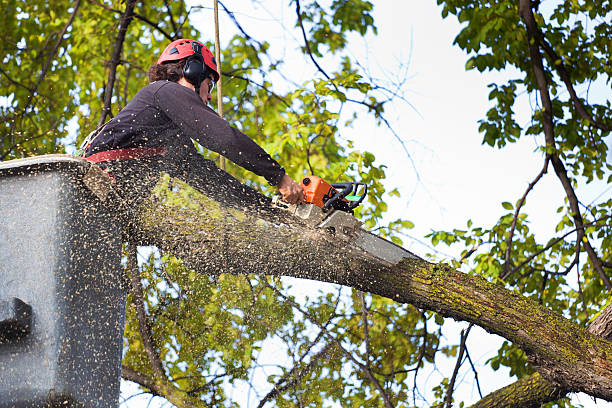 Best Tree Health Inspection  in Northridge, OH