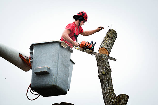 How Our Tree Care Process Works  in  Northridge, OH