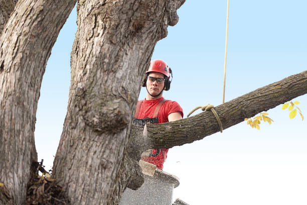 Best Tree Cabling and Bracing  in Northridge, OH